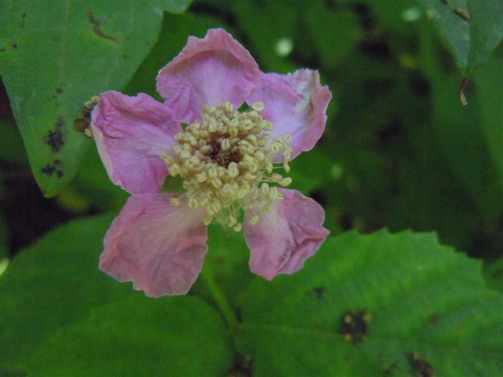 Rubus ulmifolius